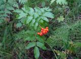 Sorbus sambucifolia