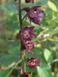 Epipactis atrorubens