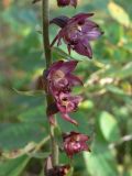 Epipactis atrorubens. Часть соцветия. Свердловская обл., окр. г. Североуральск, сосново-еловый лес, обочина тропики. 08.08.2017.