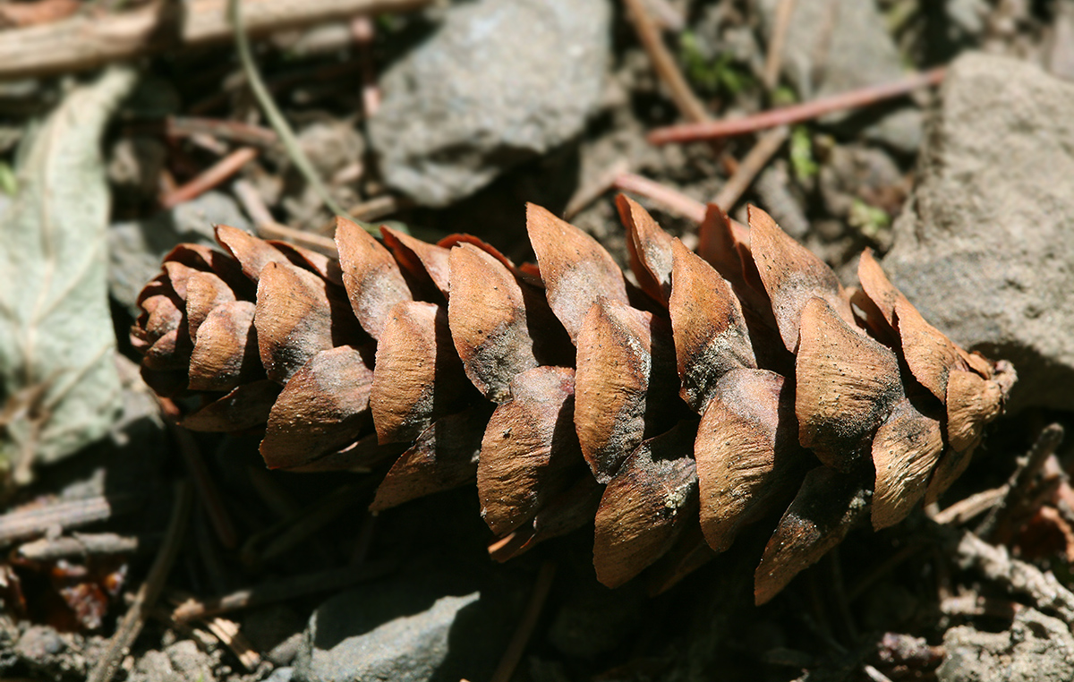 Изображение особи Picea glauca.