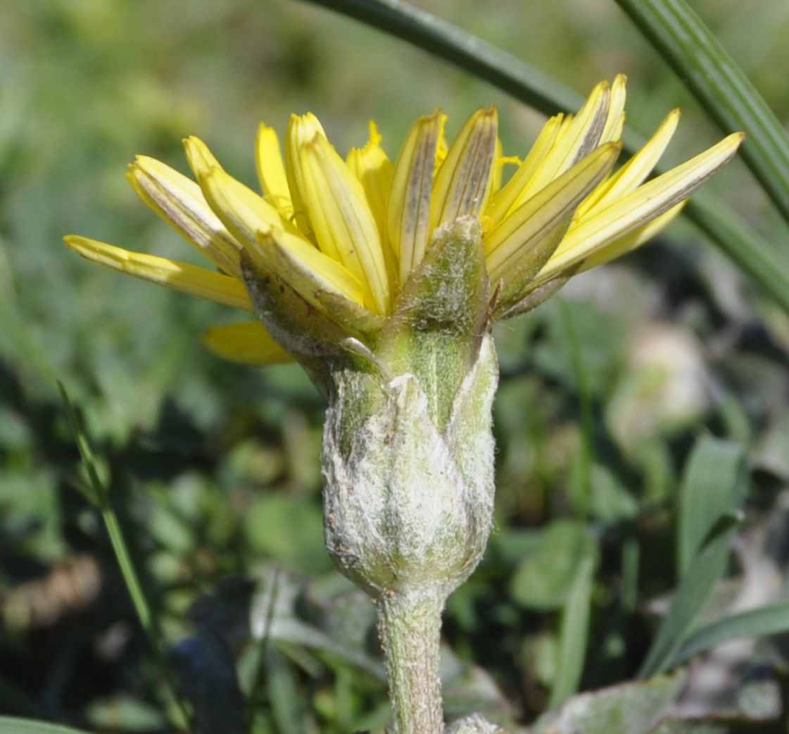 Image of Scorzonera sublanata specimen.