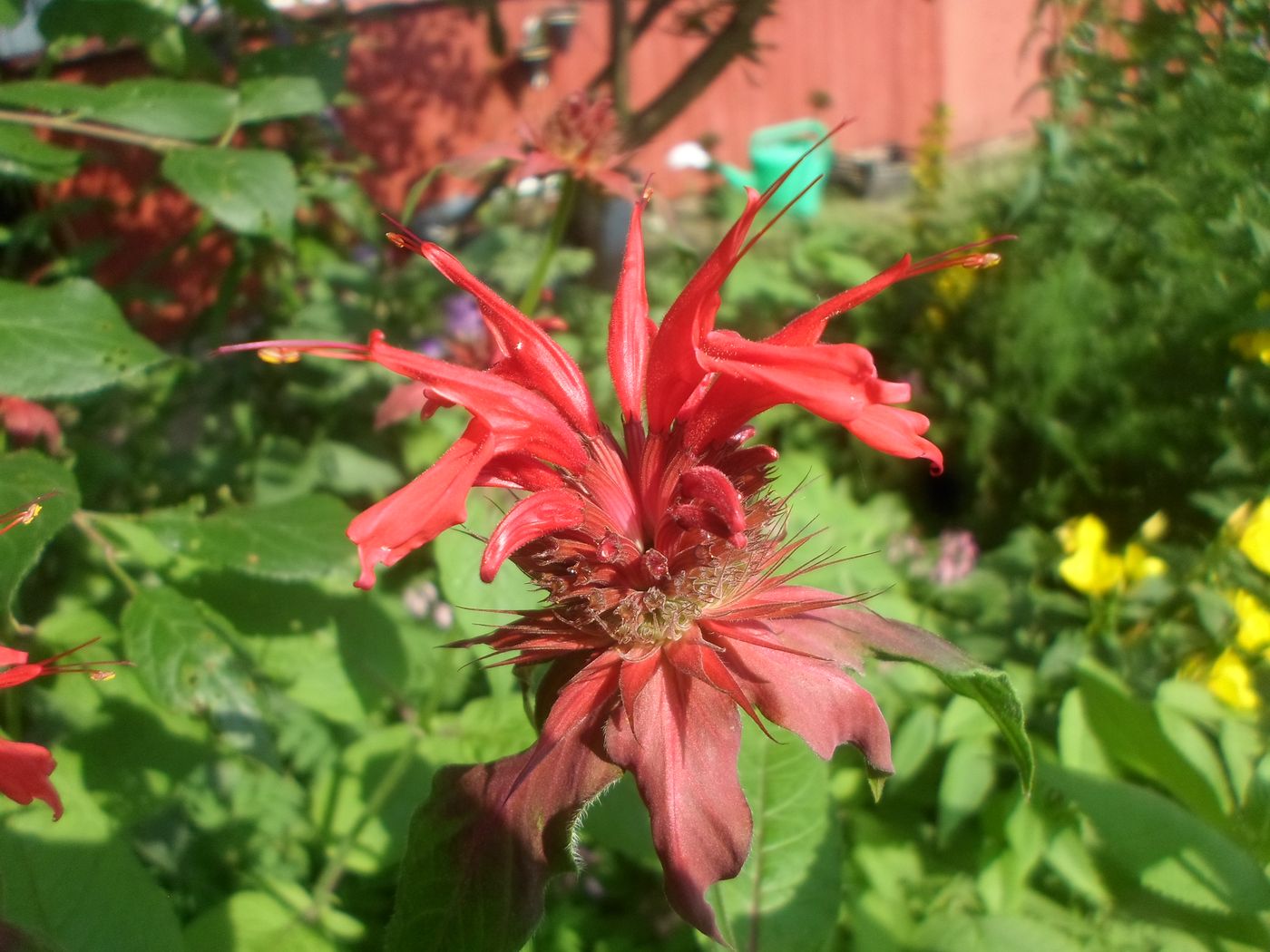 Изображение особи Monarda didyma.