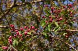 Malus &times; purpurea