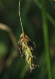 Carex limosa