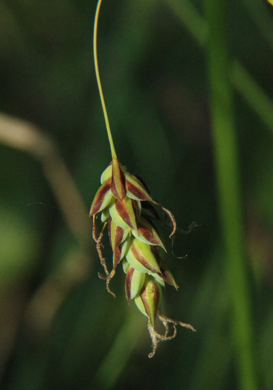 Image of Carex limosa specimen.