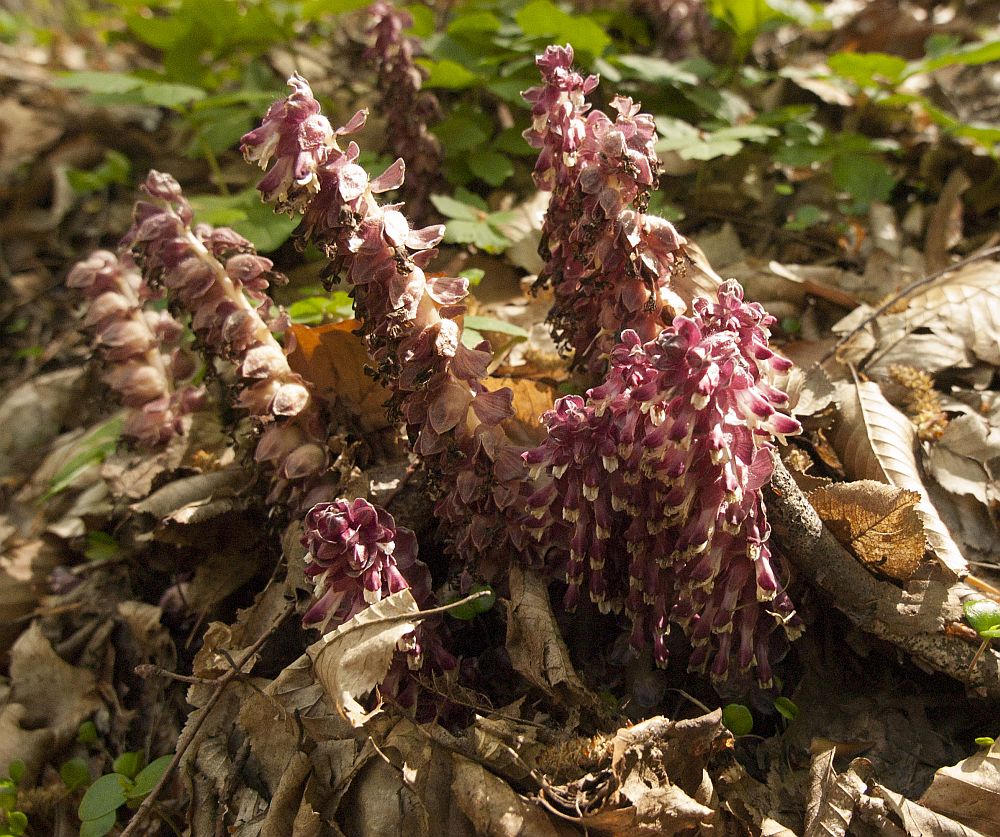 Изображение особи Lathraea squamaria.