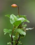 Image of taxon representative. Author is Владимир Брюхов
