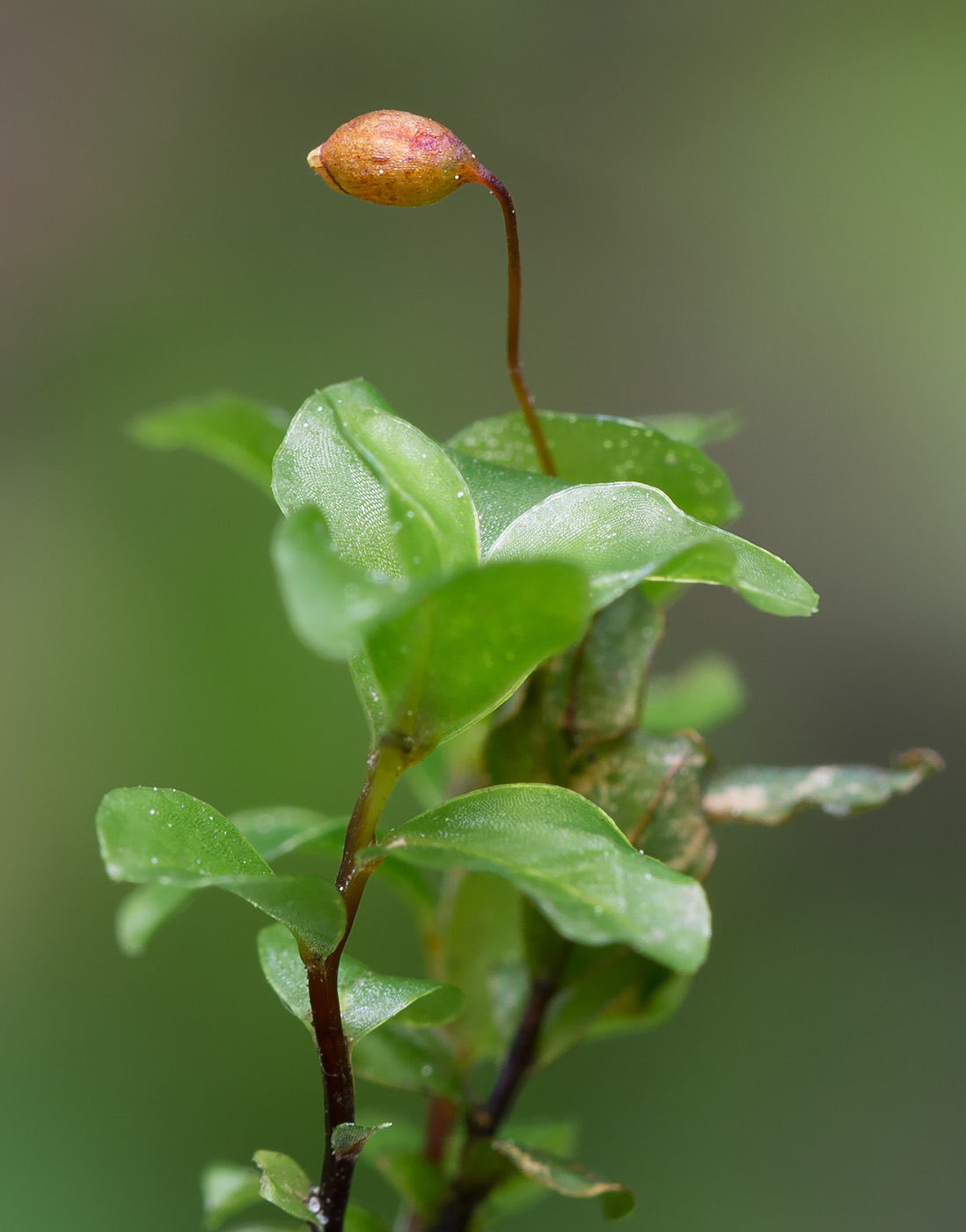 Изображение особи Rhizomnium punctatum.