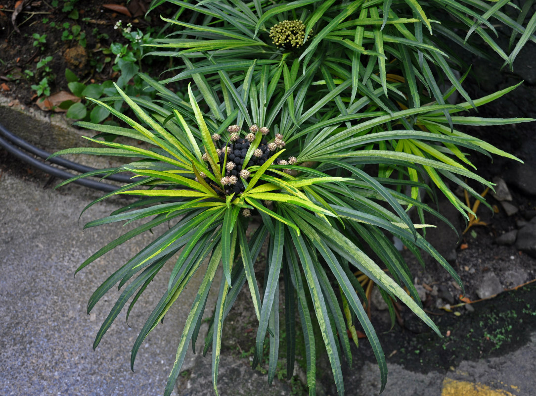 Image of Osmoxylon lineare specimen.