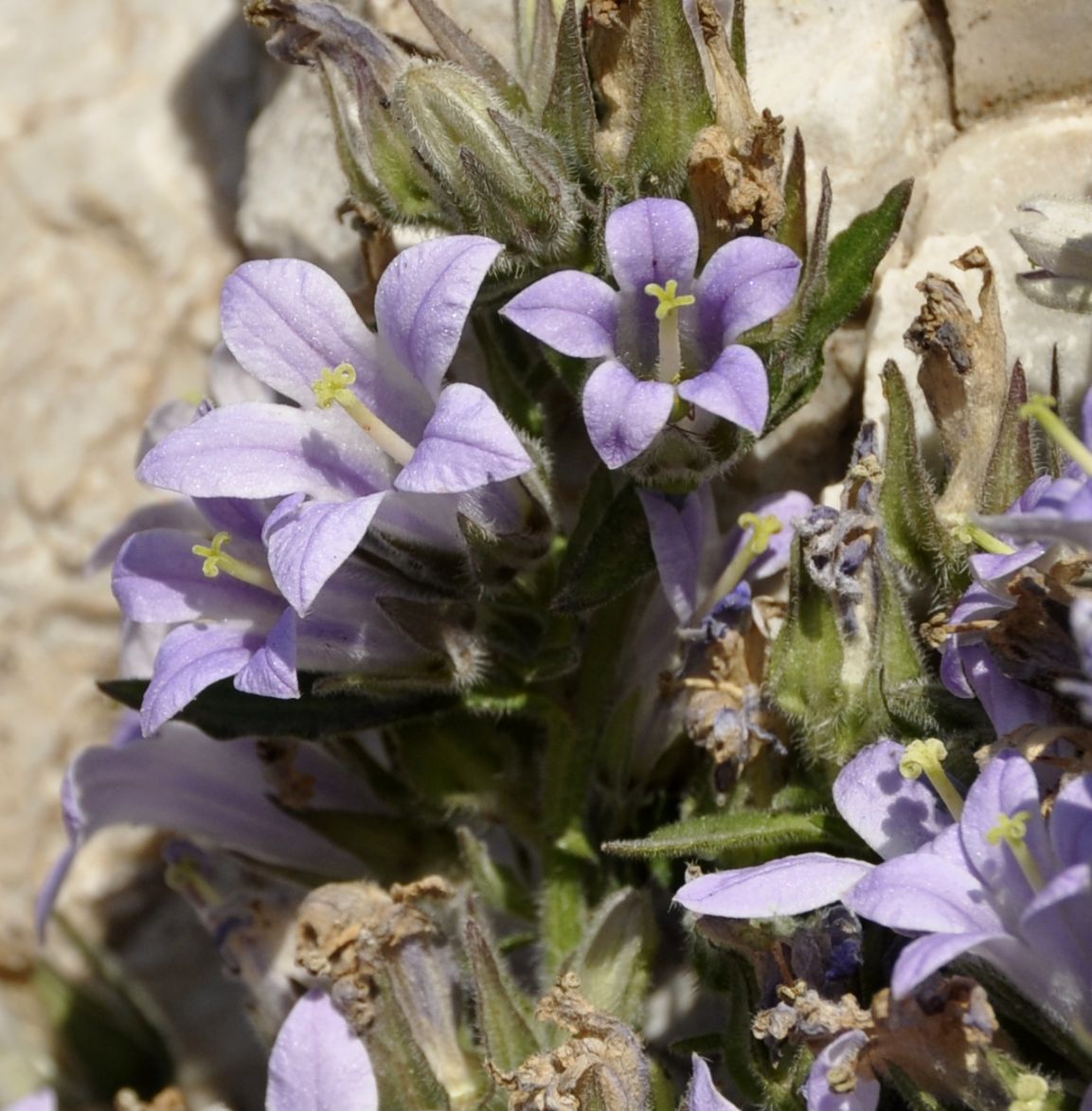 Image of Campanula celsii specimen.