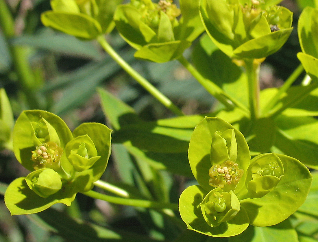 Изображение особи Euphorbia semivillosa.