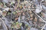 Monarda didyma