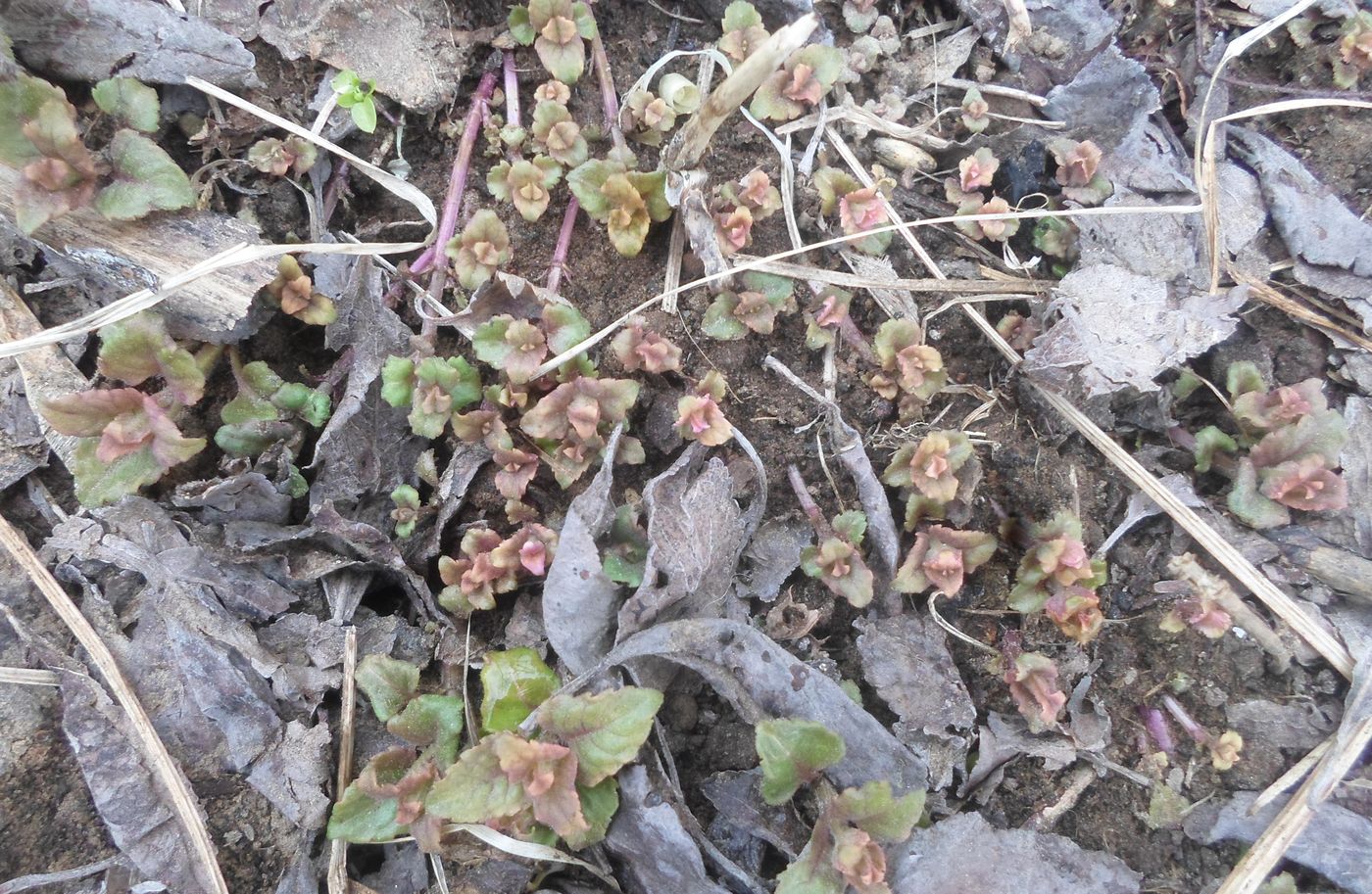 Изображение особи Monarda didyma.