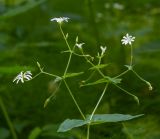 Stellaria nemorum. Верхушка цветущего растения. Кировская обл., г. Кирово-Чепецк, лесопарк, сыроватый темнохвойный участок. 12.07.2017.