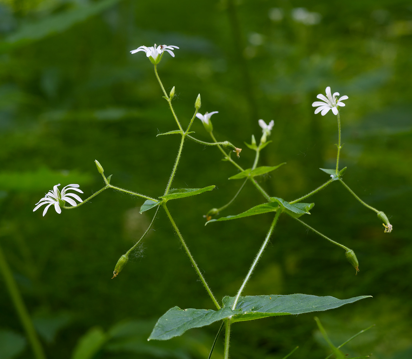 Изображение особи Stellaria nemorum.