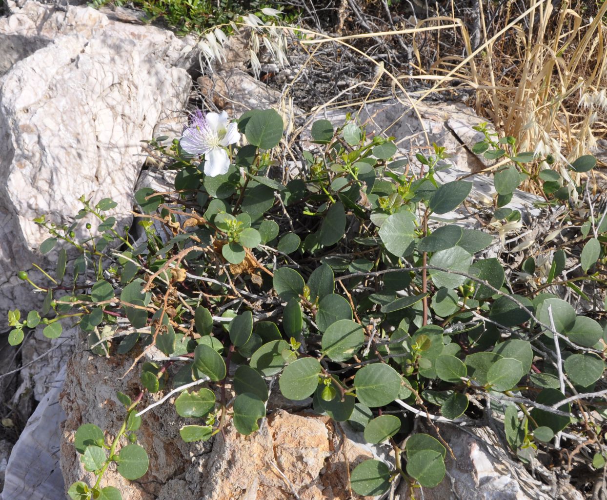 Image of Capparis orientalis specimen.