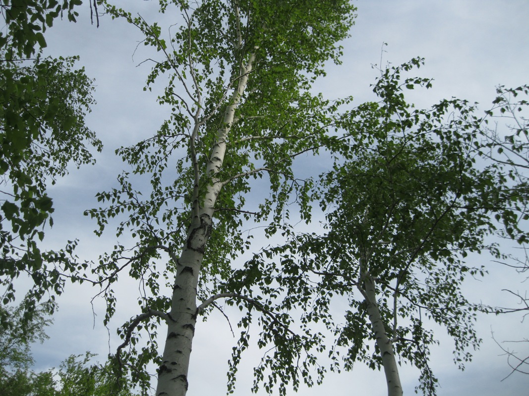 Изображение особи Betula borysthenica.