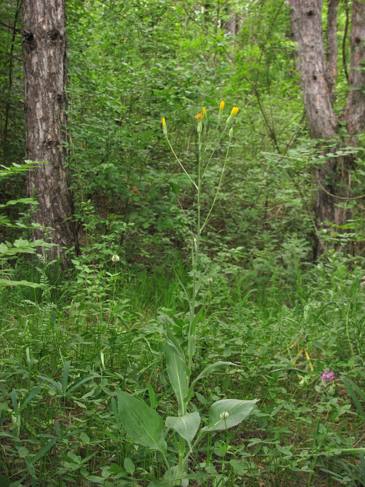 Image of Scorzonera hispanica specimen.