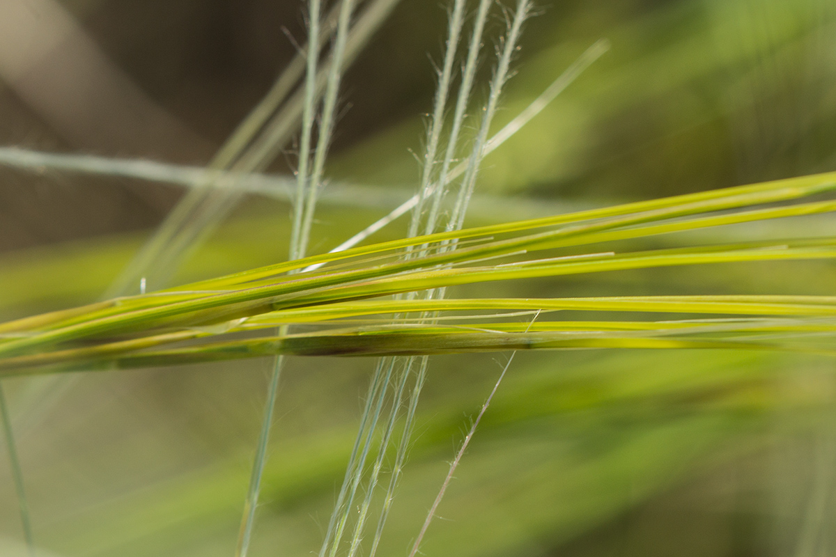 Изображение особи род Stipa.