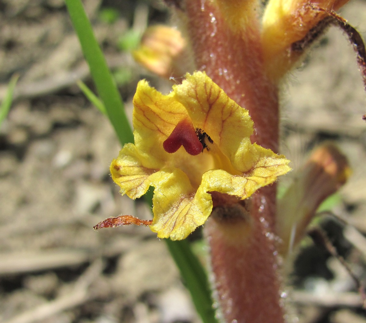 Image of Orobanche laxissima specimen.