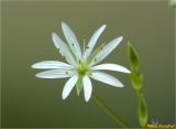 Stellaria graminea. Цветок. Украина, Ивано-Франковская обл., Болеховский горсовет, Поляницкий сельсовет, Поляницкий региональный ландшафтный парк, урочище Выдрына, буковый лес. 10.06.2018.