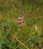 Onobrychis viciifolia
