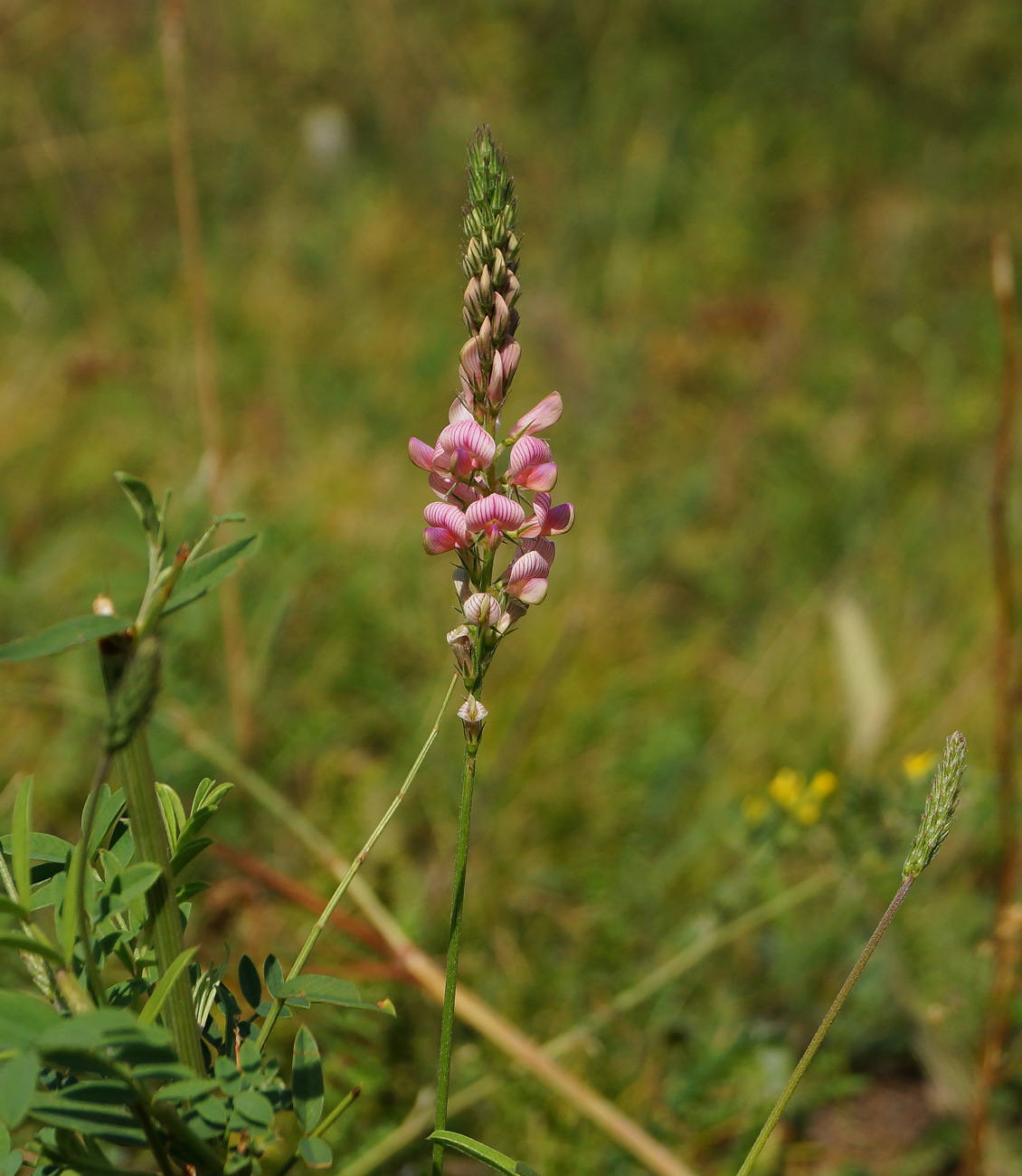 Изображение особи Onobrychis viciifolia.