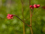 Heuchera sanguinea. Часть соцветия. Пермский край, пос. Юго-Камский, частное подворье, в культуре. 24 июня 2018 г.