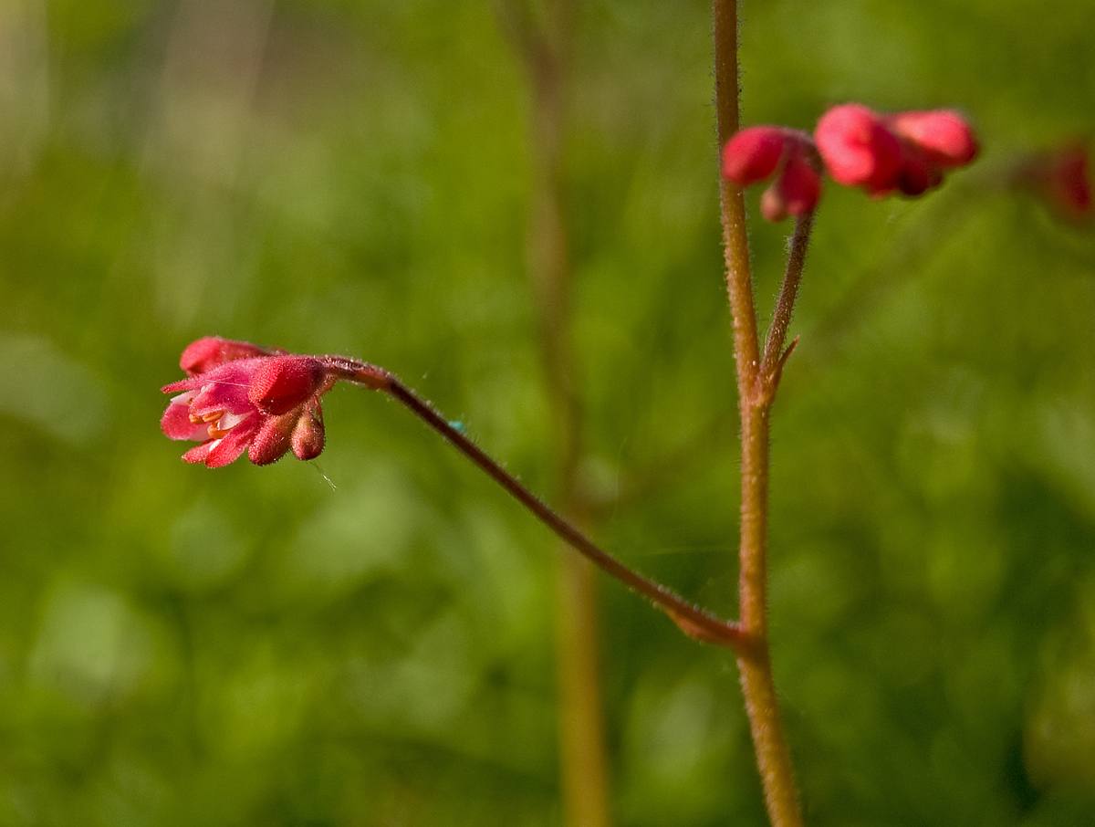 Image of Heuchera sanguinea specimen.