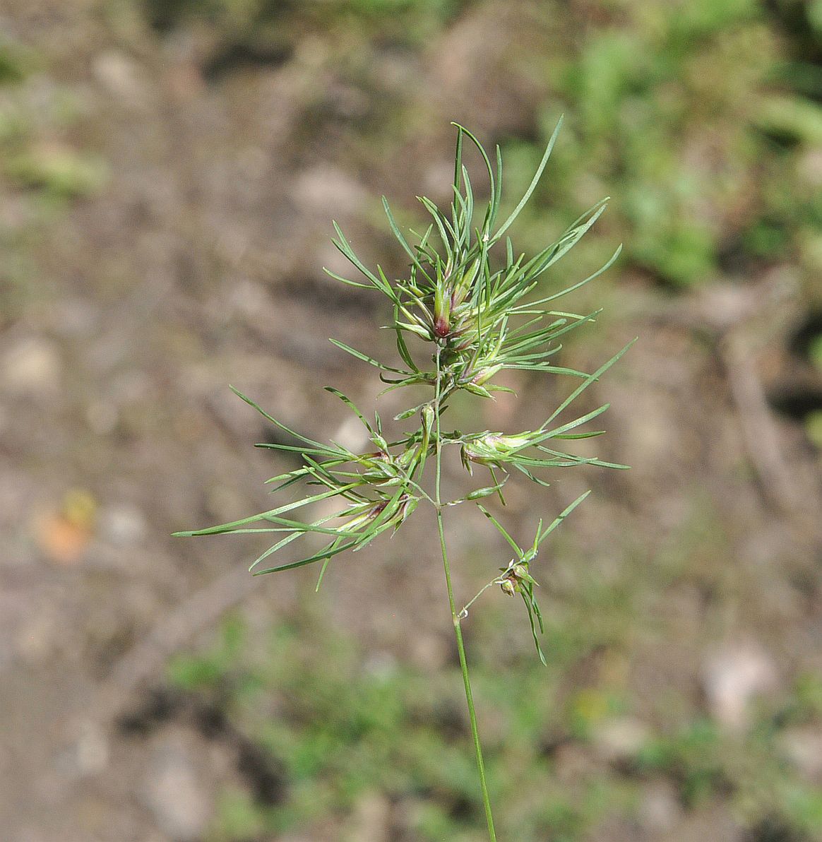 Изображение особи Poa bulbosa ssp. vivipara.