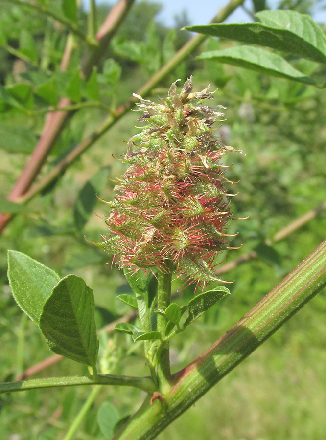 Image of Glycyrrhiza foetidissima specimen.