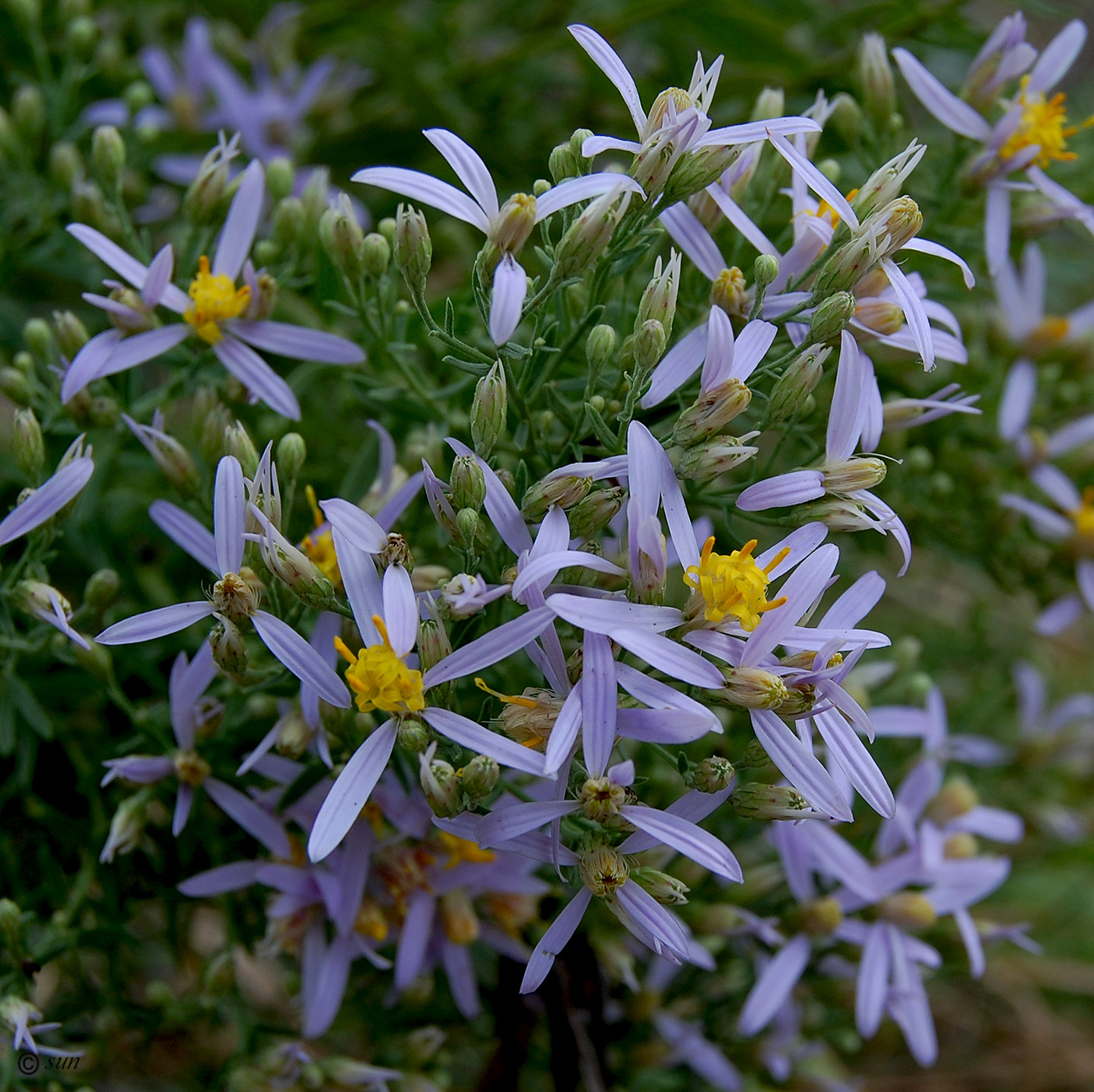 Изображение особи Galatella dracunculoides.