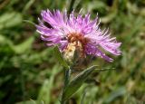 Centaurea jacea подвид substituta. Верхушка побега с соцветием. Украина, Днепропетровская обл., Апостоловский р-н, Токовский сельский совет, у подножья скалы возле Токовских водопадов. 04.08.2018.