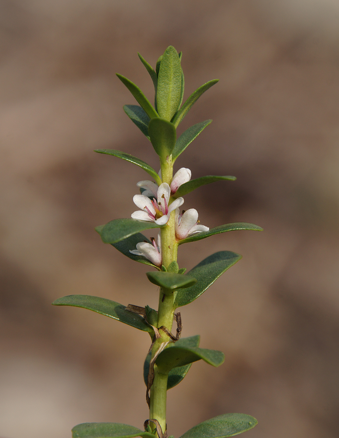 Image of Glaux maritima specimen.