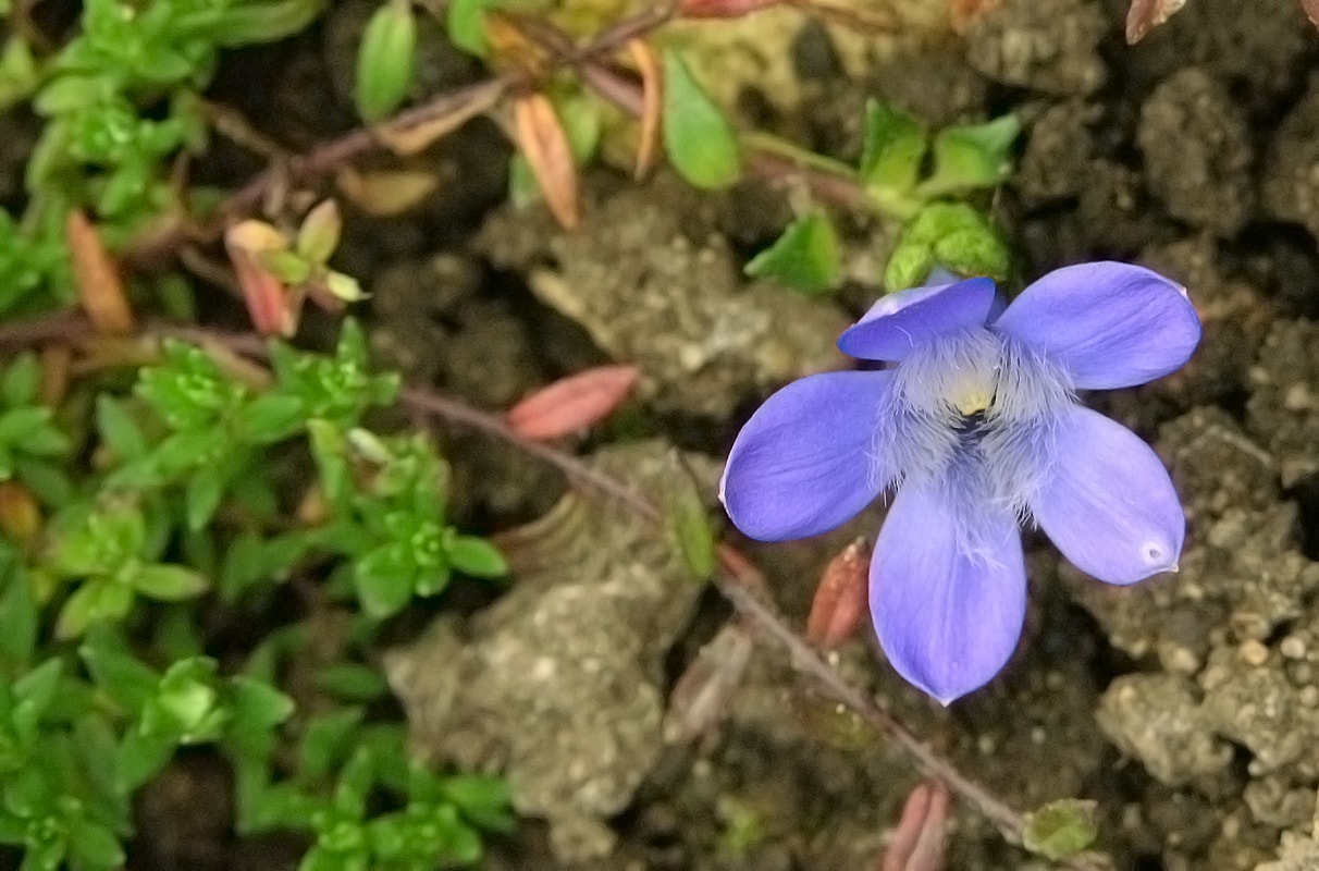 Изображение особи Cyananthus microphyllus.