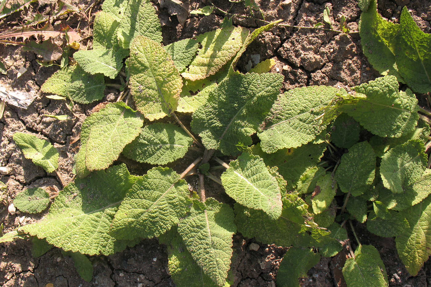 Изображение особи Salvia pratensis.