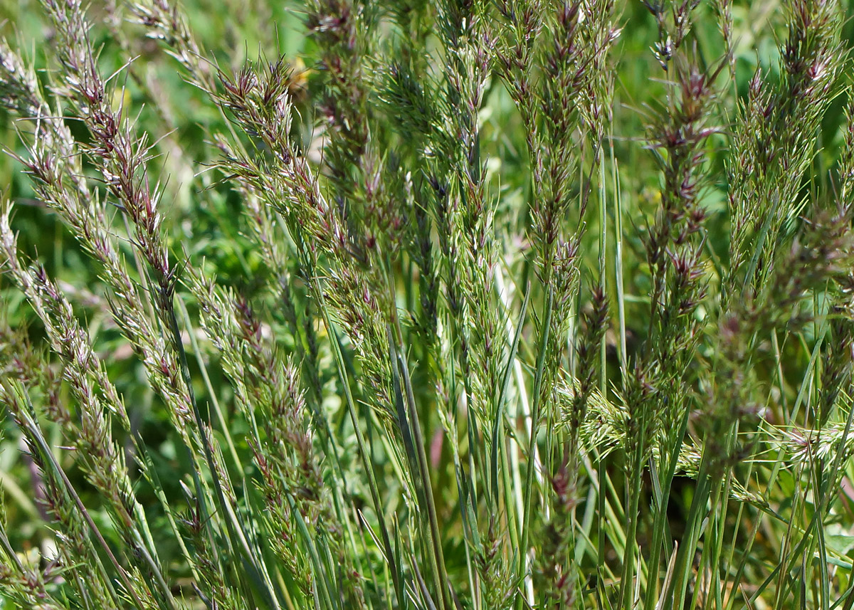 Image of Poa bulbosa ssp. vivipara specimen.