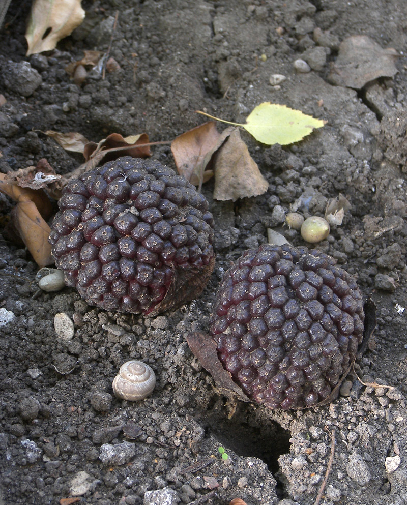 Image of Sauromatum venosum specimen.