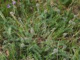 Oxytropis pilosissima