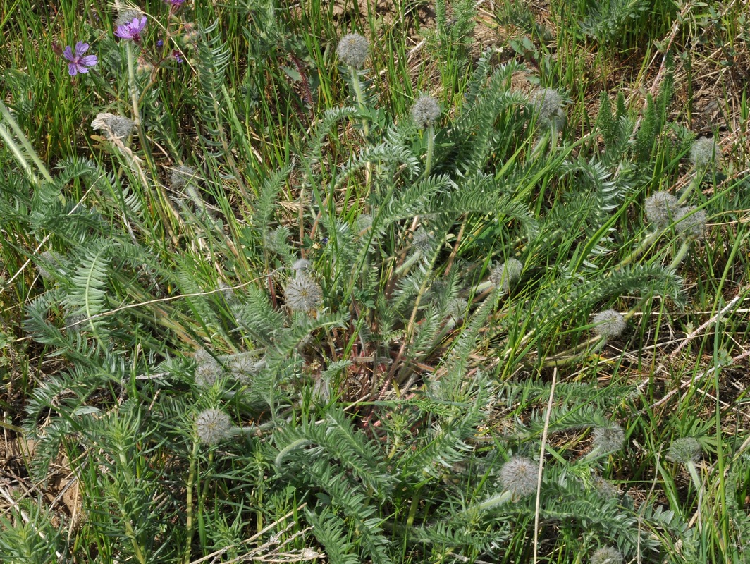 Изображение особи Oxytropis pilosissima.