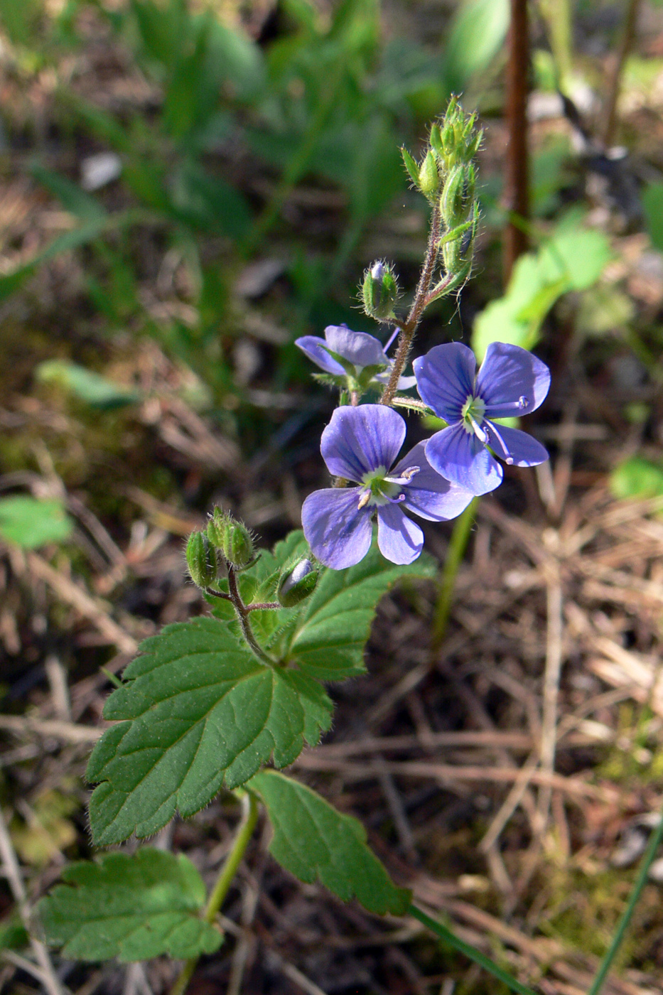 Image of Veronica chamaedrys specimen.