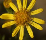 genus Senecio