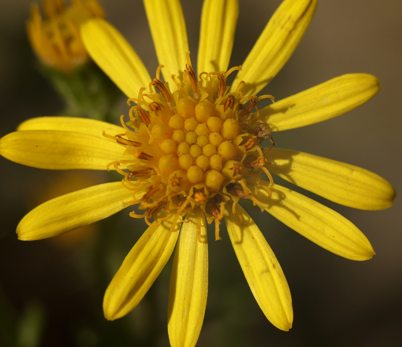 Image of genus Senecio specimen.