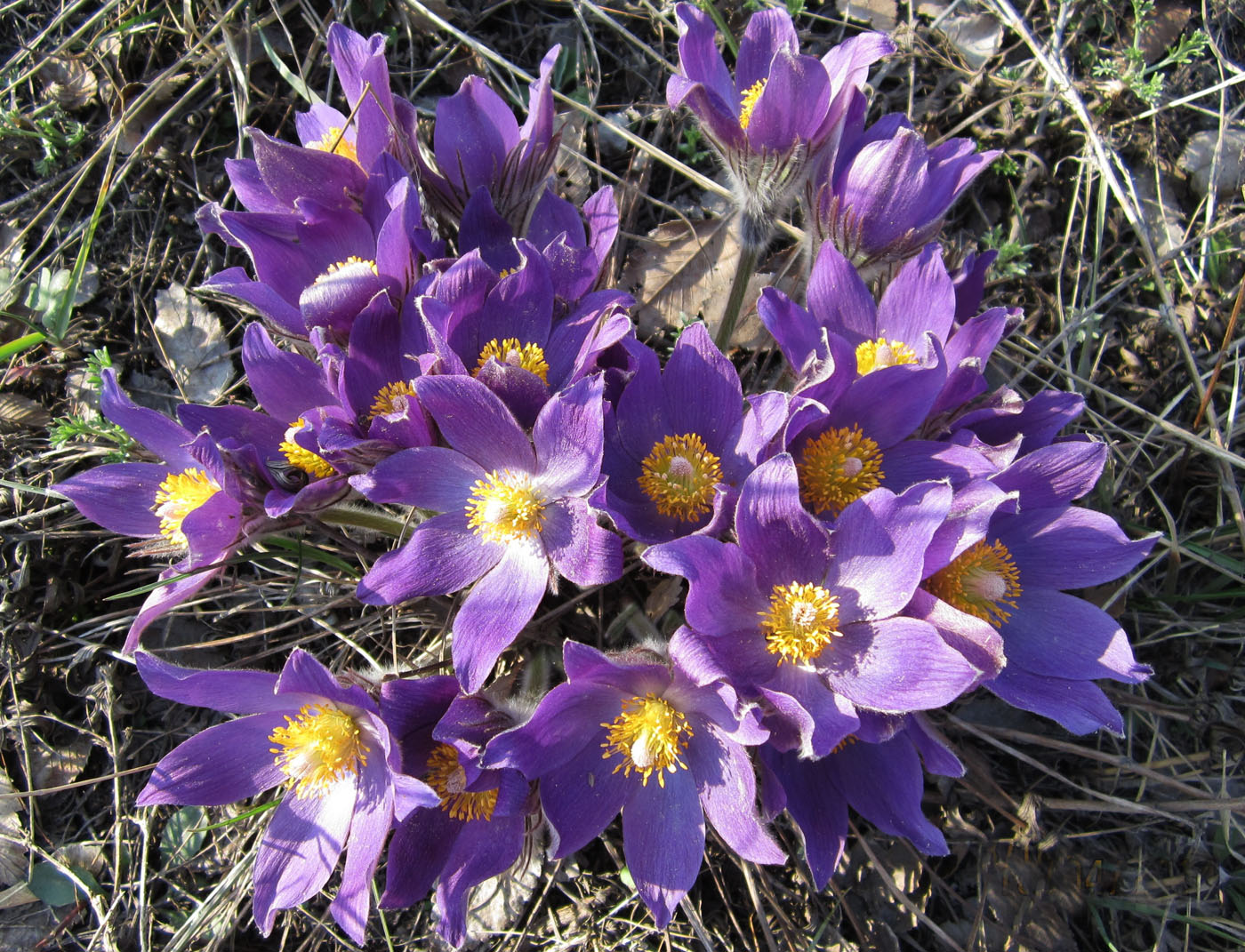 Изображение особи Pulsatilla multifida.