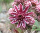 Sempervivum caucasicum. Цветок и бутоны. Кабардино-Балкария, Эльбрусский р-н, долина р. Ирикчат, ок. 2800 м н.у.м., каменистый склон. 06.08.2018.