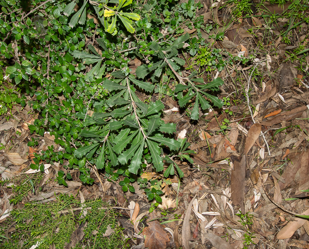 Изображение особи Banksia integrifolia.