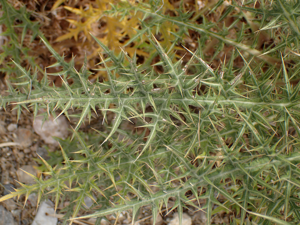 Изображение особи Echinops spinosissimus.