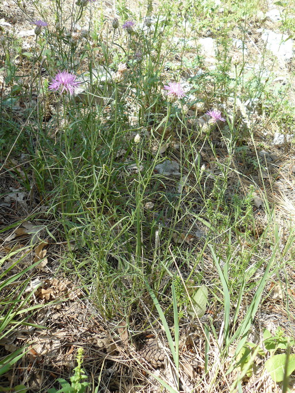 Image of Centaurea sterilis specimen.