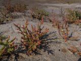 Salicornia perennans