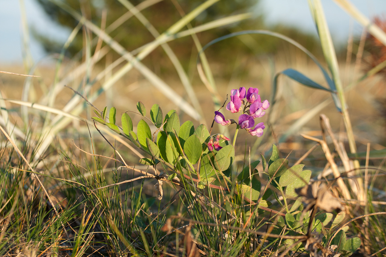 Image of Lathyrus japonicus ssp. pubescens specimen.